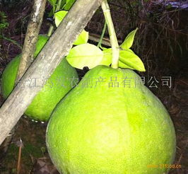 鴻發(fā)農(nóng)副產(chǎn)品加盟 開啟綠色健康事業(yè)，共創(chuàng)財(cái)富未來(lái)