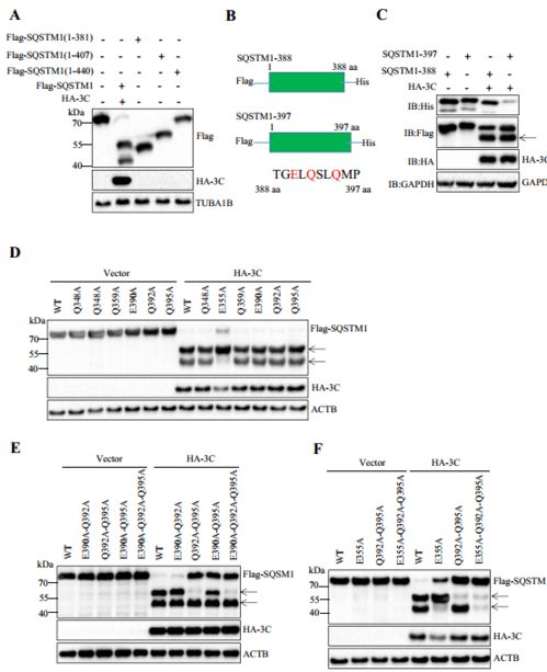 華中農業大學近期農業科學研究與試驗發展新進展