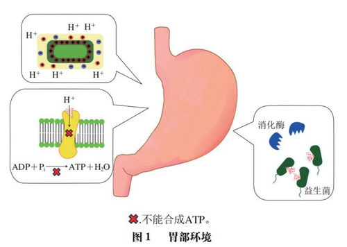 中國農(nóng)業(yè)大學(xué)李媛教授團隊在益生菌遞送系統(tǒng)研究中的進展 提升耐加工貯藏穩(wěn)定性與體內(nèi)存活率