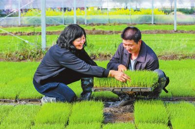 中原糧滿倉 河南小麥高質(zhì)量發(fā)展提速，科技研發(fā)引領(lǐng)關(guān)鍵五招
