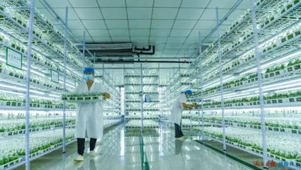 自貿(mào)潮頭乘風(fēng)破浪 海口農(nóng)業(yè)科研試驗發(fā)展的創(chuàng)新圖景