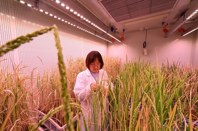 我國(guó)種業(yè)安全的風(fēng)險(xiǎn)審視與農(nóng)業(yè)科技創(chuàng)新的發(fā)展路徑